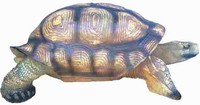 Aldabra-reuzenschildpad  47x110