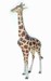 Giraffe 192x99