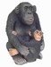 Chimpansee met een kind 75