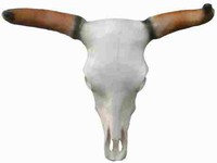 buffelbhoorns