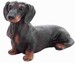 Basset 22