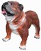 Engels Bulldog 74