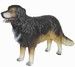 Grote hond 
