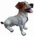  jack russel 40