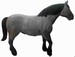 Belgische paard 206x300