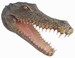 alligator hoofd 75